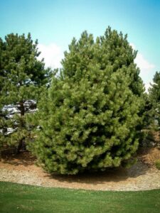 Сосна Чёрная (Pinus Nigra) купить по цене от 270.00р. в интернет-магазине «Посадика» с доставкой почтой в в Узловаяе и по всей России – [изображение №1].