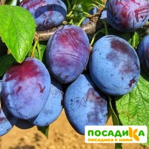 Слива Чачакская ранняя купить по цене от 229.00р. в интернет-магазине «Посадика» с доставкой почтой в в Узловаяе и по всей России – [изображение №1].