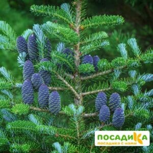 Пихта корейская (Abies koreana) купить по цене от 450.00р. в интернет-магазине «Посадика» с доставкой почтой в в Узловаяе и по всей России – [изображение №1].