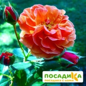 Роза Арабия купить по цене от 350.00р. в интернет-магазине «Посадика» с доставкой почтой в в Узловаяе и по всей России – [изображение №1].