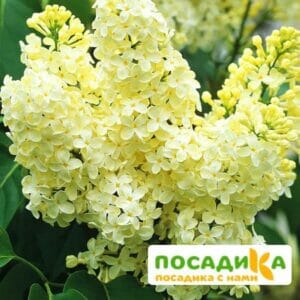 Сирень Примроуз (Primrose) купить по цене от 529.00р. в интернет-магазине «Посадика» с доставкой почтой в в Узловаяе и по всей России – [изображение №1].