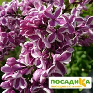 Сирень Сенсация купить по цене от 529.00р. в интернет-магазине «Посадика» с доставкой почтой в в Узловаяе и по всей России – [изображение №1].