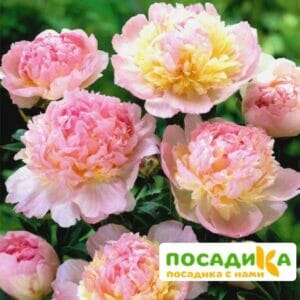 Пион Распберри Сандей (Paeonia Raspberry Sundae) купить по цене от 959р. в интернет-магазине «Посадика» с доставкой почтой в в Узловаяе и по всей России – [изображение №1].