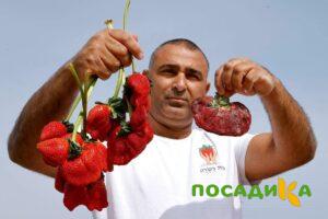 Клубника Гигант Джорнея купить по цене от 266р. в интернет-магазине «Посадика» с доставкой почтой в в Узловаяе и по всей России – [изображение №1].