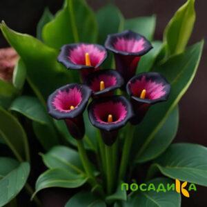 Калла Аура Лейс купить по цене от 400р. в интернет-магазине «Посадика» с доставкой почтой в в Узловаяе и по всей России – [изображение №1].
