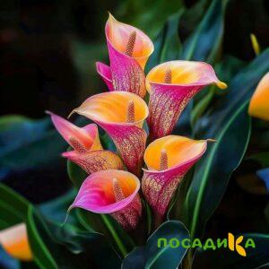 Калла Оникс купить по цене от 450р. в интернет-магазине «Посадика» с доставкой почтой в в Узловаяе и по всей России – [изображение №1].