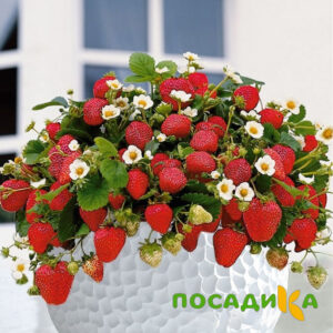 Клубника Рубиновый Шепот (горшечная) купить по цене от 240р. в интернет-магазине «Посадика» с доставкой почтой в в Узловаяе и по всей России – [изображение №1].