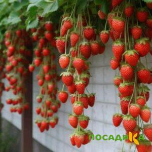 Клубника вьющаяся Комплимент купить по цене от 470р. в интернет-магазине «Посадика» с доставкой почтой в в Узловаяе и по всей России – [изображение №1].
