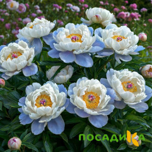 Пион акварельный Этюд купить по цене от 806р. в интернет-магазине «Посадика» с доставкой почтой в в Узловаяе и по всей России – [изображение №1].