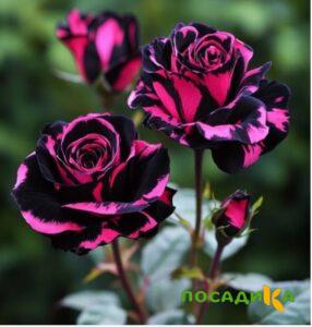Роза Багровый Шепот купить по цене от 366р. в интернет-магазине «Посадика» с доставкой почтой в в Узловаяе и по всей России – [изображение №1].