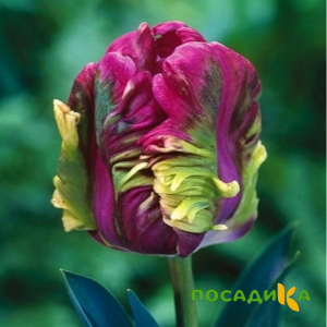 Тюльпан Экзотик Хэвен купить по цене от 186р. в интернет-магазине «Посадика» с доставкой почтой в в Узловаяе и по всей России – [изображение №1].