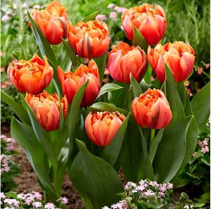 Тюльпан Гудошник Дабл купить по цене от 185р. в интернет-магазине «Посадика» с доставкой почтой в в Узловаяе и по всей России – [изображение №1].