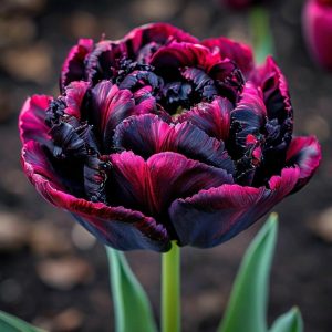 Тюльпан Фламинго купить по цене от 500р. в интернет-магазине «Посадика» с доставкой почтой в в Узловаяе и по всей России – [изображение №1].