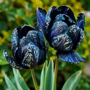 Тюльпан Блю Фог купить по цене от 500р. в интернет-магазине «Посадика» с доставкой почтой в в Узловаяе и по всей России – [изображение №1].