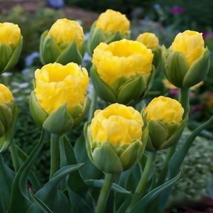 Тюльпан махровый Ванила Коп купить по цене от 159р. в интернет-магазине «Посадика» с доставкой почтой в в Узловаяе и по всей России – [изображение №1].