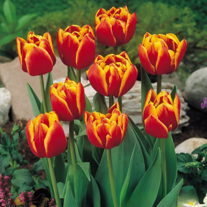 Тюльпан Блэк Фаер купить по цене от 275р. в интернет-магазине «Посадика» с доставкой почтой в в Узловаяе и по всей России – [изображение №1].