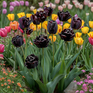 Тюльпан махровый Рейдинс Дарк купить по цене от 230р. в интернет-магазине «Посадика» с доставкой почтой в в Узловаяе и по всей России – [изображение №1].