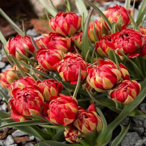 Тюльпан Ап Пинк купить по цене от 390р. в интернет-магазине «Посадика» с доставкой почтой в в Узловаяе и по всей России – [изображение №1].