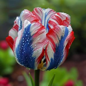 Тюльпан Ремс Сенсейшн купить по цене от 219р. в интернет-магазине «Посадика» с доставкой почтой в в Узловаяе и по всей России – [изображение №1].