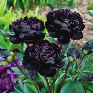 Пион Королевский Бархат купить по цене от 419р. в интернет-магазине «Посадика» с доставкой почтой в в Узловаяе и по всей России – [изображение №1].