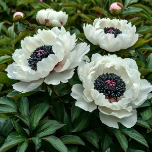 Пион Инк Эн купить по цене от 429р. в интернет-магазине «Посадика» с доставкой почтой в в Узловаяе и по всей России – [изображение №1].