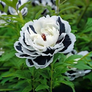 Пион Монохромный Шик купить по цене от 429р. в интернет-магазине «Посадика» с доставкой почтой в в Узловаяе и по всей России – [изображение №1].