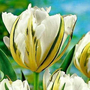 Тюльпан Экзотик Пуруссима купить по цене от 305р. в интернет-магазине «Посадика» с доставкой почтой в в Узловаяе и по всей России – [изображение №1].