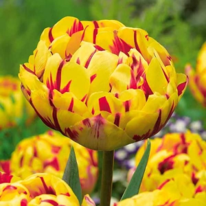 Тюльпан махровый Голден Ницц купить по цене от 361р. в интернет-магазине «Посадика» с доставкой почтой в в Узловаяе и по всей России – [изображение №1].