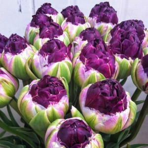 Тюльпан Анаконда купить по цене от 450р. в интернет-магазине «Посадика» с доставкой почтой в в Узловаяе и по всей России – [изображение №1].