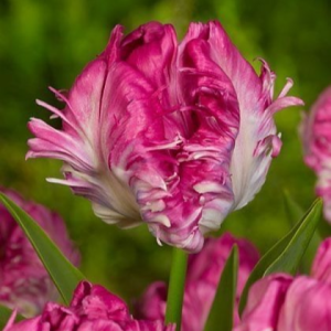 Тюльпан махровый Кул Кристал купить по цене от 400р. в интернет-магазине «Посадика» с доставкой почтой в в Узловаяе и по всей России – [изображение №1].