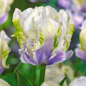 Тюльпан Уайт Лизарт купить по цене от 360р. в интернет-магазине «Посадика» с доставкой почтой в в Узловаяе и по всей России – [изображение №1].