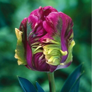 Тюльпан Экзотик Хэвен купить по цене от 186р. в интернет-магазине «Посадика» с доставкой почтой в в Узловаяе и по всей России – [изображение №1].