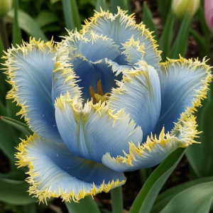 Тюльпан Махровый Амплуа купить по цене от 199р. в интернет-магазине «Посадика» с доставкой почтой в в Узловаяе и по всей России – [изображение №1].