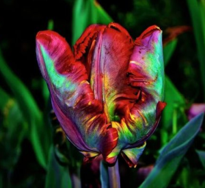 Тюльпан Эирпрайз купить по цене от 270р. в интернет-магазине «Посадика» с доставкой почтой в в Узловаяе и по всей России – [изображение №1].