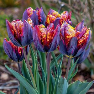 Тюльпан Опал Дрим купить по цене от 207р. в интернет-магазине «Посадика» с доставкой почтой в в Узловаяе и по всей России – [изображение №1].